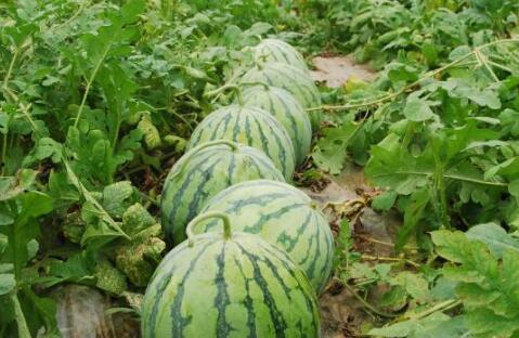 热门大瓜汇总 不干了,热门大瓜汇总，不干了背后的真相揭秘